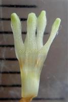  Calyx